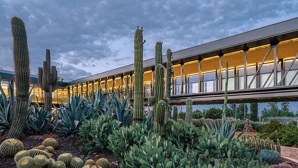 Foto de Desert CITY | Venta de cactus y otras suculentas