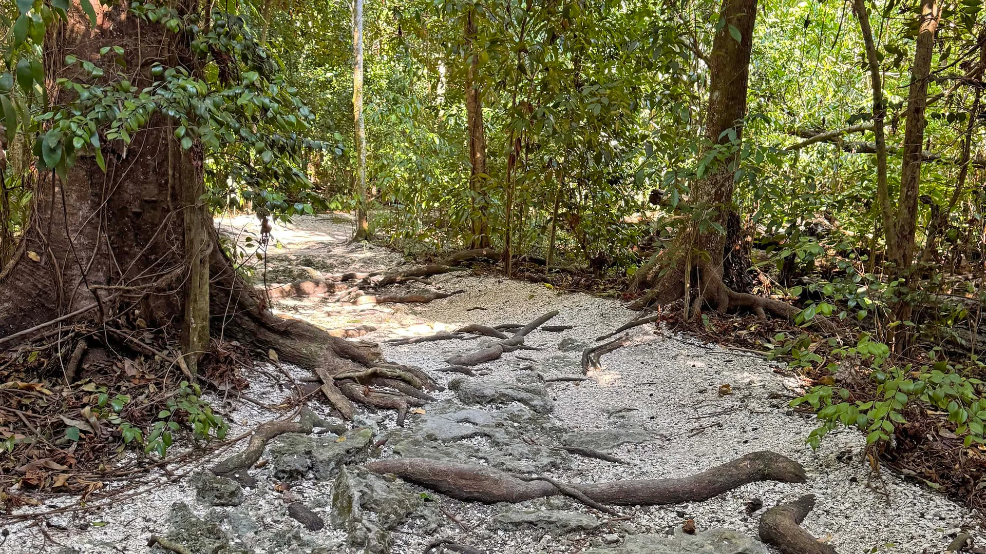 Foto de Simpson Rockland Hammock Preserve Park